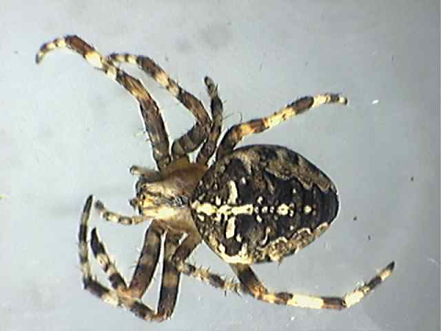 Araneus diadematus